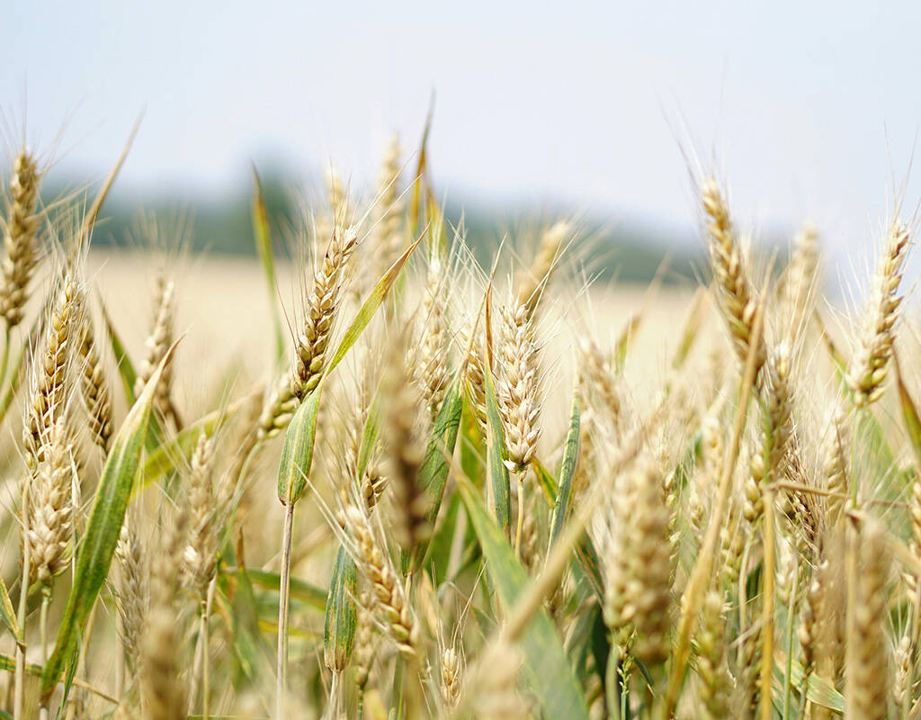 De la granja al algoritmo: desafíos y oportunidades en la era FoodTech